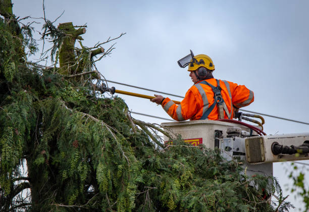 Catasauqua, PA Tree Removal Services Company